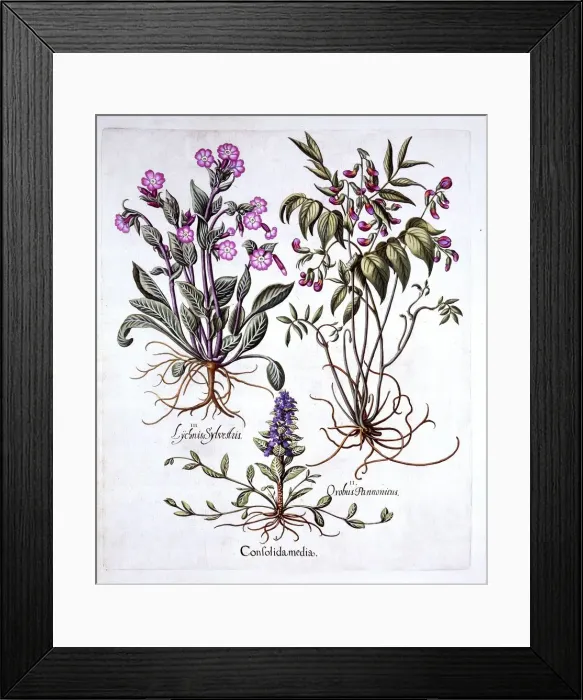 Framed Print : Creeping Bugle, Spring Vetch and Red Campion, from Hortus Eystettensis, by Basil Besler Framed Print : Creeping Bugle, Spring Vetch and Red Campion, from Hortus Eystettensis, by Basil Besler