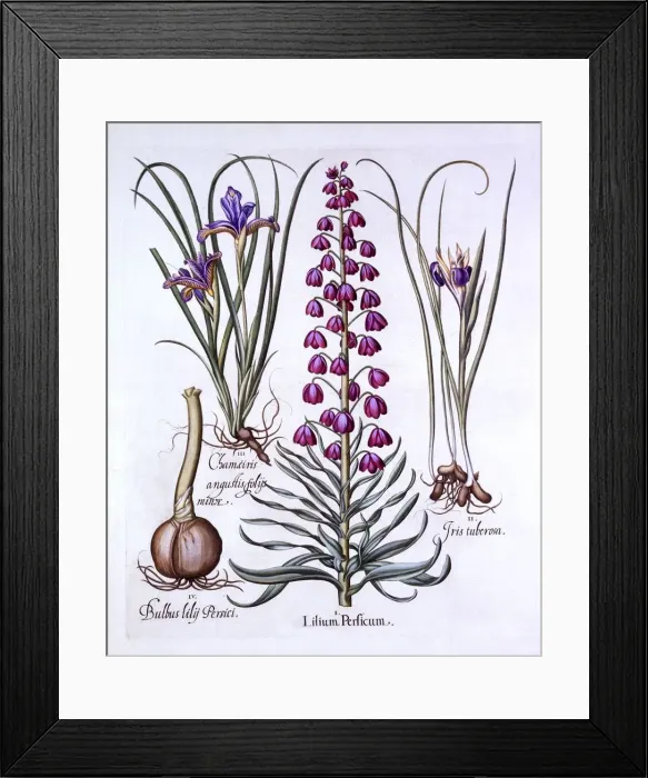 Framed Print : Persian Lily and Irises, from Hortus Eystettensis, by Basil Besler (1561-1629), pub Framed Print : Persian Lily and Irises, from Hortus Eystettensis, by Basil Besler (1561-1629), pub
