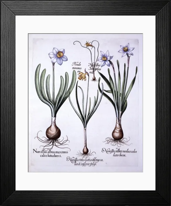 Framed Print : Various Narcissi, from Hortus Eystettensis, by Basil Besler (1561-1629), pub Framed Print : Various Narcissi, from Hortus Eystettensis, by Basil Besler (1561-1629), pub