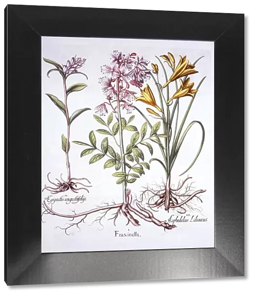 Dittany, White Helleborine and Yellow Day Lily, from Hortus Eystettensis, by Basil Besler
