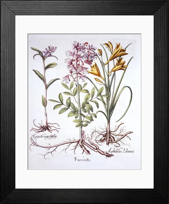 Framed Print : Dittany, White Helleborine and Yellow Day Lily, from Hortus Eystettensis, by Basil Besler Framed Print : Dittany, White Helleborine and Yellow Day Lily, from Hortus Eystettensis, by Basil Besler