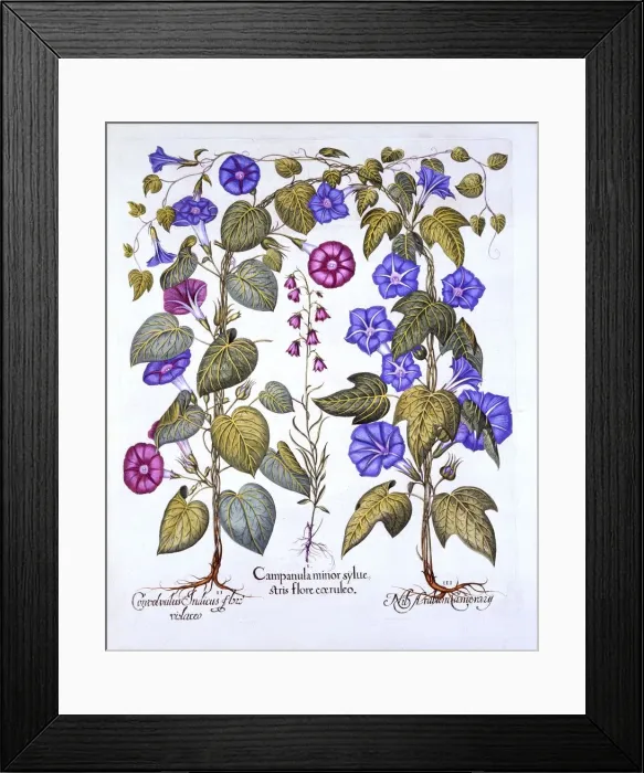Framed Print : Harebell and Convovulus, from Hortus Eystettensis, by Basil Besler (1561-1629), pub Framed Print : Harebell and Convovulus, from Hortus Eystettensis, by Basil Besler (1561-1629), pub