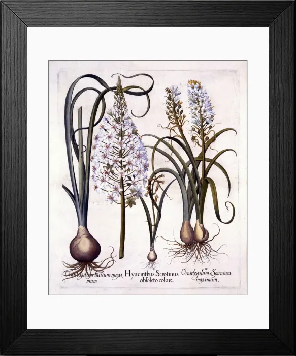 Framed Print : Late Hyacinth and Star-Of-Bethlehem, from Hortus Eystettensis, by Basil Besler (1561-1629), pub Framed Print : Late Hyacinth and Star-Of-Bethlehem, from Hortus Eystettensis, by Basil Besler (1561-1629), pub