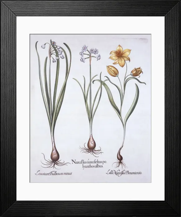 Framed Print : Narcissus, Tulip and Summer Snowflake, from Hortus Eystettensis, by Basil Besler (1561-1629) Framed Print : Narcissus, Tulip and Summer Snowflake, from Hortus Eystettensis, by Basil Besler (1561-1629)