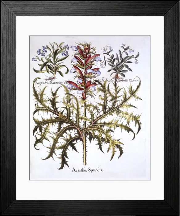 Framed Print : Spiny Bears Breech and Forget-Me-Nots, from Hortus Eystettensis, by Basil Besler (1561-1629) Framed Print : Spiny Bears Breech and Forget-Me-Nots, from Hortus Eystettensis, by Basil Besler (1561-1629)