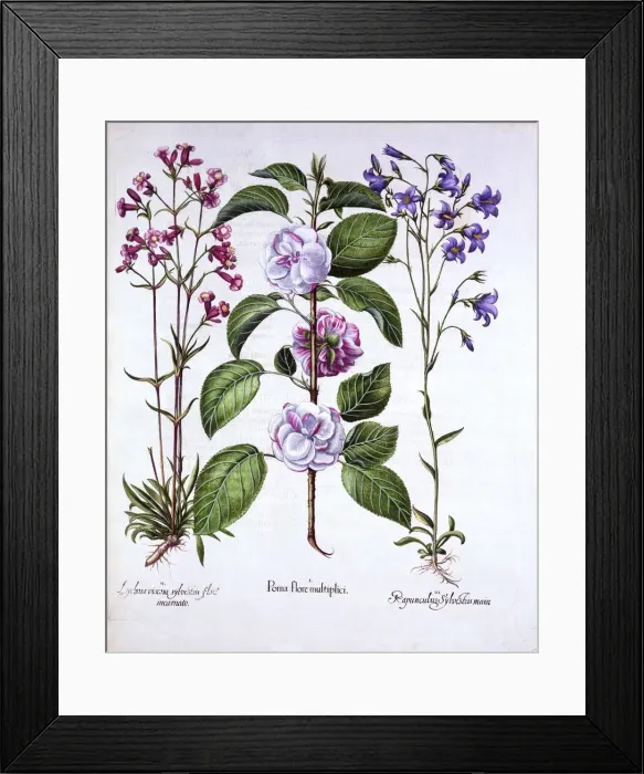 Framed Print : Double Flowered Apple, German Catch-Fly and a Bellflower, from Hortus Eystettensis Framed Print : Double Flowered Apple, German Catch-Fly and a Bellflower, from Hortus Eystettensis