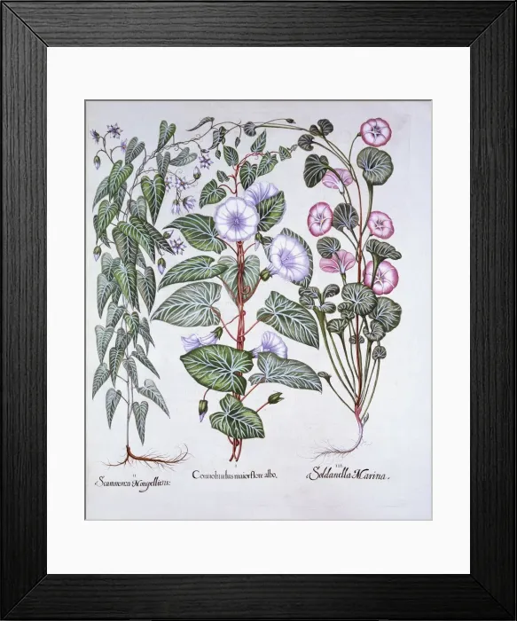 Framed Print : Bindweed, Dogs Bane and Sea Bindweed, from Hortus Eystettensis, by Basil Besler (1561-1629) Framed Print : Bindweed, Dogs Bane and Sea Bindweed, from Hortus Eystettensis, by Basil Besler (1561-1629)