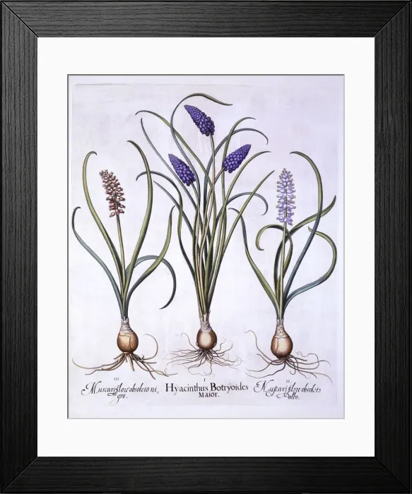 Framed Print : Grape Hyacinths, from Hortus Eystettensis, by Basil Besler (1561-1629), pub. 1613 Framed Print : Grape Hyacinths, from Hortus Eystettensis, by Basil Besler (1561-1629), pub. 1613