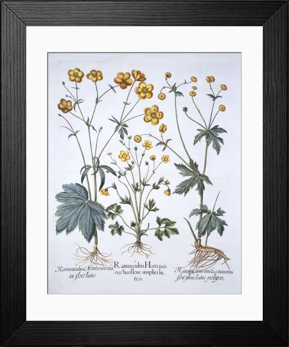 Framed Print : Three Varieties of Buttercup, from Hortus Eystettensis, by Basil Besler (1561-1629), pub Framed Print : Three Varieties of Buttercup, from Hortus Eystettensis, by Basil Besler (1561-1629), pub