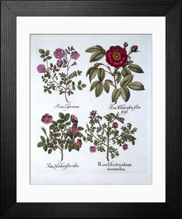 Framed Print : Four variets of Dog Rose, from Hortus Eystettensis, by Basil Besler (1561-1629), pub Framed Print : Four variets of Dog Rose, from Hortus Eystettensis, by Basil Besler (1561-1629), pub