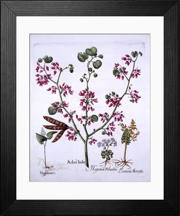 Framed Print : Judas Tree, May Lily, Moonwort, Liverwort, from Hortus Eystettensis, by Basil Besler Framed Print : Judas Tree, May Lily, Moonwort, Liverwort, from Hortus Eystettensis, by Basil Besler