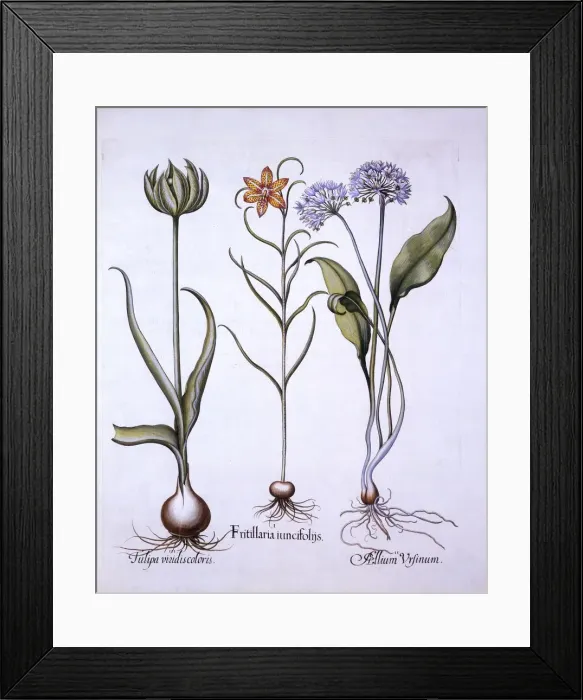 Framed Print : Snakes Head Fritillary, Wild Garlic and Tulip, from Hortus Eystettensis, by Basil Besler Framed Print : Snakes Head Fritillary, Wild Garlic and Tulip, from Hortus Eystettensis, by Basil Besler