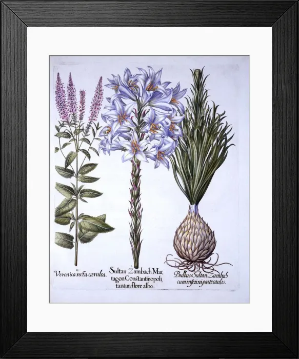 Framed Print : Sultan Zambach Lily and Bulb, Veronica, from Hortus Eystettensis, by Basil Besler (1561-1629) Framed Print : Sultan Zambach Lily and Bulb, Veronica, from Hortus Eystettensis, by Basil Besler (1561-1629)