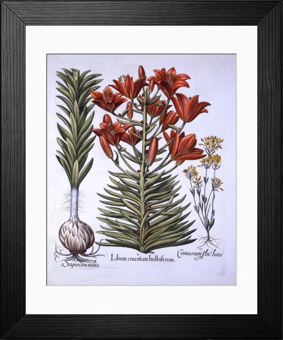 Framed Print : Orange Lily with Bulbils and Bulbs, Late-Blooming Blackstoria, from Hortus Eystettensis Framed Print : Orange Lily with Bulbils and Bulbs, Late-Blooming Blackstoria, from Hortus Eystettensis