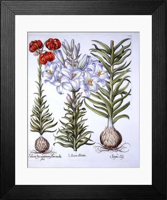 Framed Print : Madonna Lily and Bulb, Red Martagon of Constantinople, from Hortus Eystettensis Framed Print : Madonna Lily and Bulb, Red Martagon of Constantinople, from Hortus Eystettensis