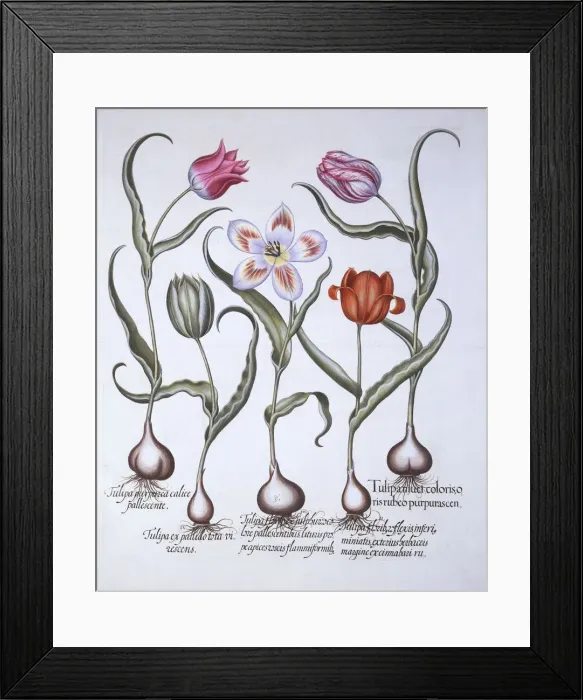 Framed Print : Varieties of Tulip, from Hortus Eystettensis, by Basil Besler (1561-1629), pub Framed Print : Varieties of Tulip, from Hortus Eystettensis, by Basil Besler (1561-1629), pub