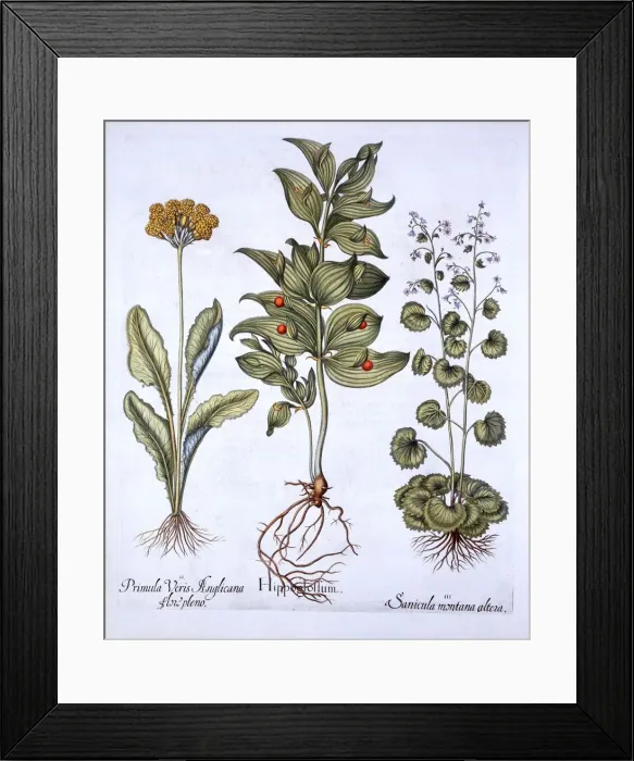 Framed Print : Hippoglossum, Cowslip and Sanicle / Snakeroot, from Hortus Eystettensis, by Basil Besler Framed Print : Hippoglossum, Cowslip and Sanicle / Snakeroot, from Hortus Eystettensis, by Basil Besler