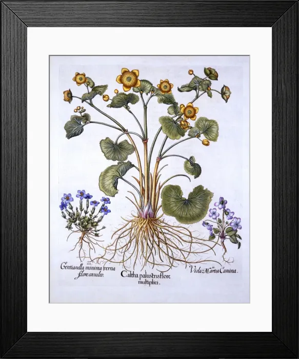Framed Print : Marsh Marigold, March Violet and Spring Gentian, from Hortus Eystettensis, by Basil Besler Framed Print : Marsh Marigold, March Violet and Spring Gentian, from Hortus Eystettensis, by Basil Besler