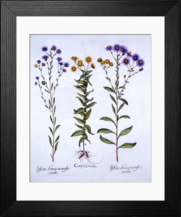 Framed Print : Horseweed / Butterweed / Fleabane and European Michaelmas Daisies, from Hortus Eystettensis Framed Print : Horseweed / Butterweed / Fleabane and European Michaelmas Daisies, from Hortus Eystettensis