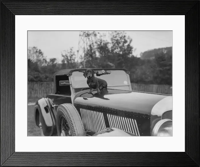 Framed Print : Dachshund sitting on the bonnet of Charles Mortimers Bentley, c1930s Artist: Bill Brunell Framed Print : Dachshund sitting on the bonnet of Charles Mortimers Bentley, c1930s Artist: Bill Brunell