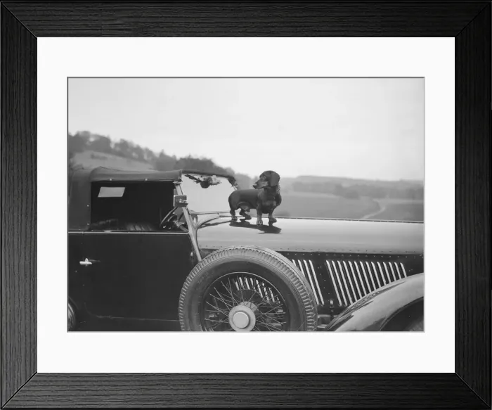 Framed Print : Dachshund standing on the bonnet of Charles Mortimers Bentley, c1930s Artist: Bill Brunell Framed Print : Dachshund standing on the bonnet of Charles Mortimers Bentley, c1930s Artist: Bill Brunell
