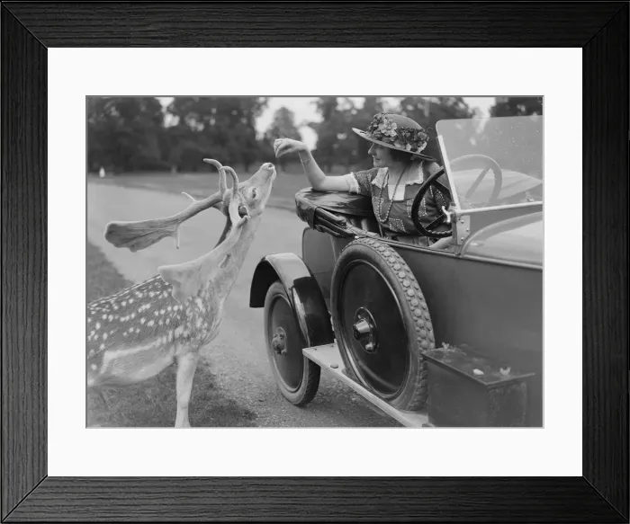 Framed Print : Woman in a BSA car feeding a deer in Richmond Park, Surrey, c1920s. Artist: Bill Brunell Framed Print : Woman in a BSA car feeding a deer in Richmond Park, Surrey, c1920s. Artist: Bill Brunell