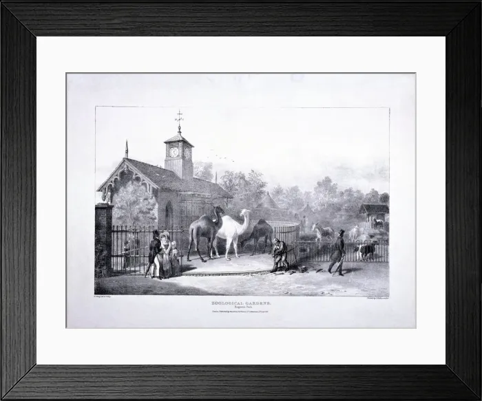 Framed Print : Zoological Gardens, Regents Park, Marylebone, London, 1835. Artist: George Scharf Framed Print : Zoological Gardens, Regents Park, Marylebone, London, 1835. Artist: George Scharf
