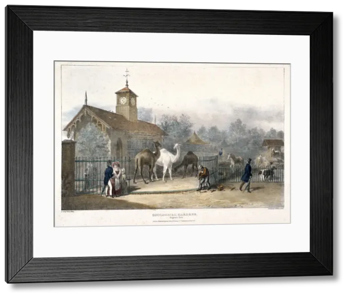 Framed Print : Zoological Gardens, Regents Park, London, 1835. Artist: Charles Joseph Hullmandel Framed Print : Zoological Gardens, Regents Park, London, 1835. Artist: Charles Joseph Hullmandel