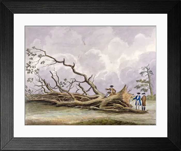 Framed Print : Trees damaged by a storm of 15th October, Roehampton, London, 1780. Artist: Edwin Edwards Framed Print : Trees damaged by a storm of 15th October, Roehampton, London, 1780. Artist: Edwin Edwards