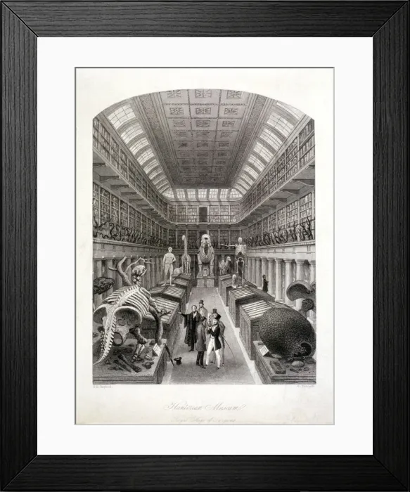 Framed Print : Animal skeletons at the Hunterian Museum, Lincolns Inn Fields, Holborn, London, c1820 Framed Print : Animal skeletons at the Hunterian Museum, Lincolns Inn Fields, Holborn, London, c1820