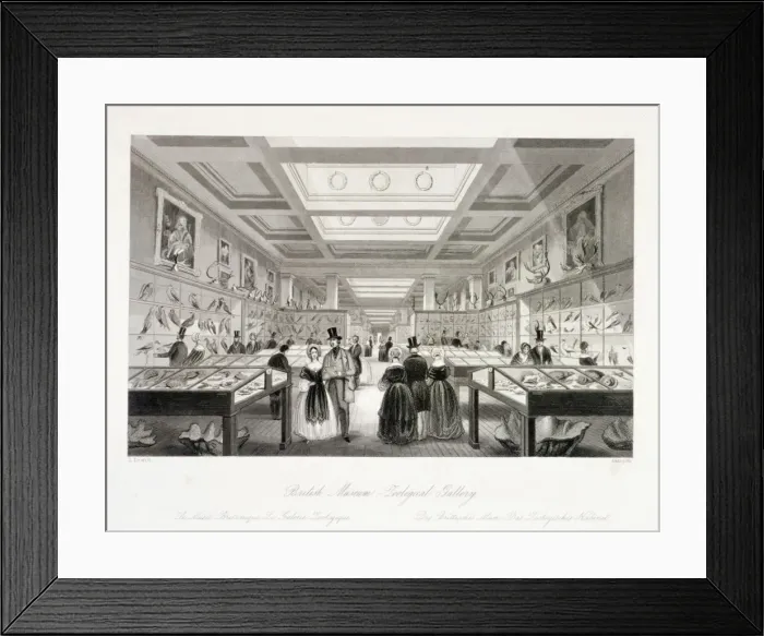 Framed Print : The Zoological Gallery, British Museum, Holborn, London, c1850. Artist: William Radclyffe Framed Print : The Zoological Gallery, British Museum, Holborn, London, c1850. Artist: William Radclyffe