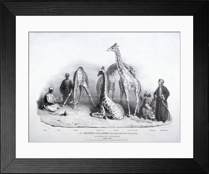 Framed Print : Giraffes at the Zoological Gardens, Regents Park, Marylebone, London, 1836. Artist Framed Print : Giraffes at the Zoological Gardens, Regents Park, Marylebone, London, 1836. Artist