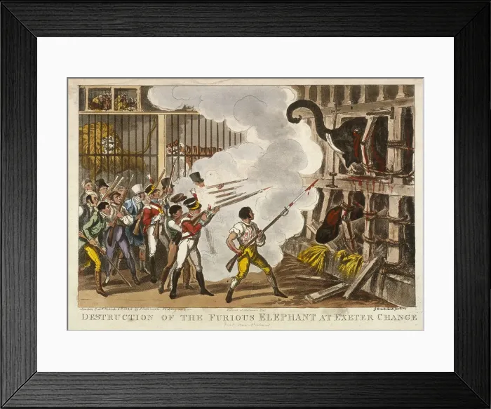 Framed Print : Destruction of the furious elephant at Exeter Change, 1826. Artist: George Cruikshank