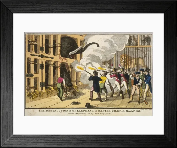 Framed Print : Destruction of the furious elephant at Exeter Change, 1826 Framed Print : Destruction of the furious elephant at Exeter Change, 1826