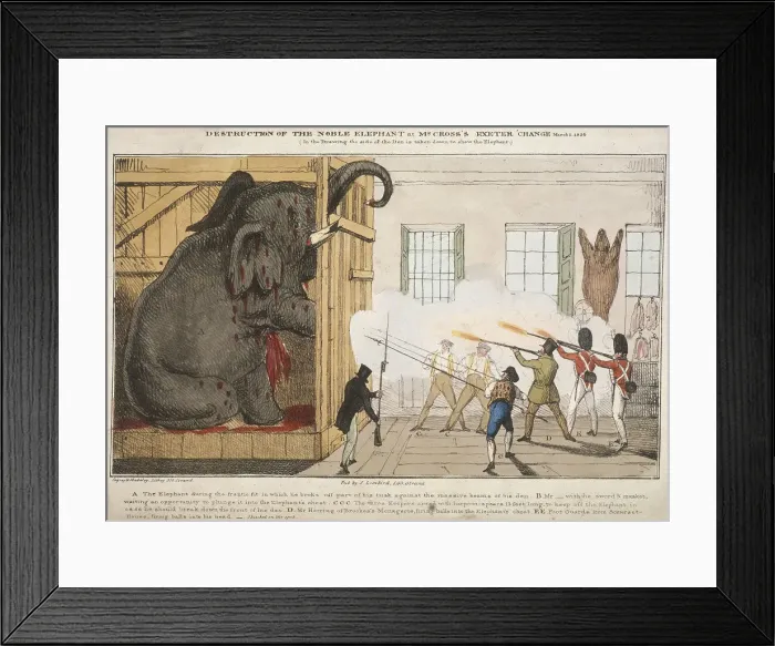Framed Print : Destruction of the noble elephant sat Mr Crosss Exeter Change, 1826. Artist Framed Print : Destruction of the noble elephant sat Mr Crosss Exeter Change, 1826. Artist