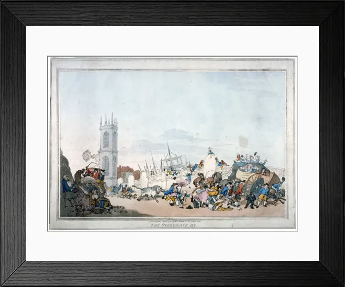 Framed Print : The Overdrove ox, 1790 Framed Print : The Overdrove ox, 1790