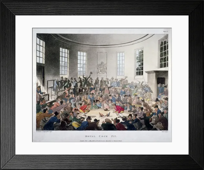 Framed Print : Royal Cock Pit, 1808. Artist: J Bluck Framed Print : Royal Cock Pit, 1808. Artist: J Bluck
