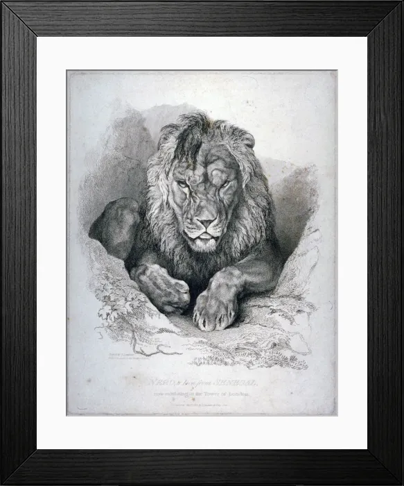 Framed Print : Nero, a lion from Senegal, now exhibiting in the Tower of London, 1814. Artist Framed Print : Nero, a lion from Senegal, now exhibiting in the Tower of London, 1814. Artist