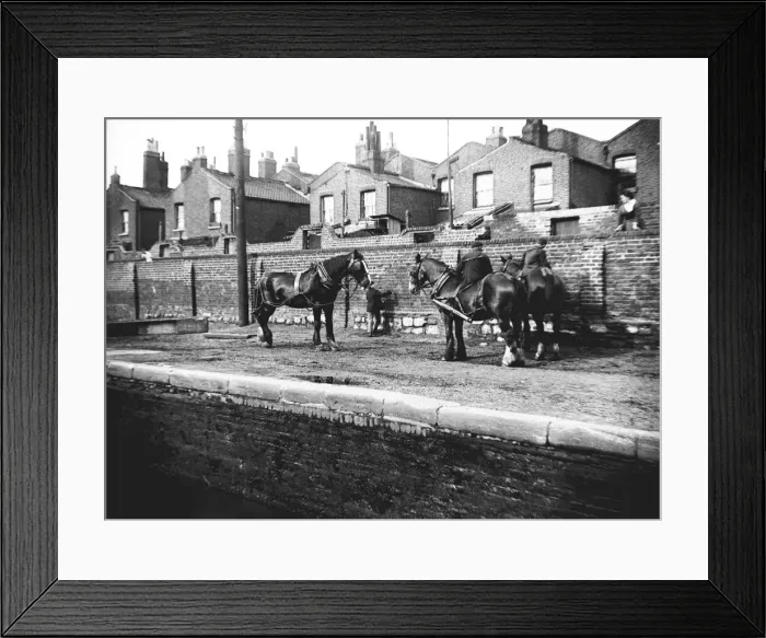 Framed Print : Horses used for towing resting by the side of a canal, London, c1905 Framed Print : Horses used for towing resting by the side of a canal, London, c1905