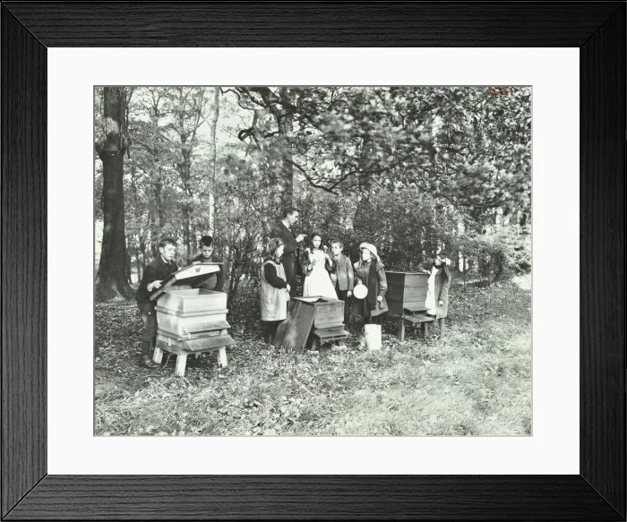 Framed Print : Children feeding bees for the winter, Shrewsbury House Open Air School, London, 1909 Framed Print : Children feeding bees for the winter, Shrewsbury House Open Air School, London, 1909