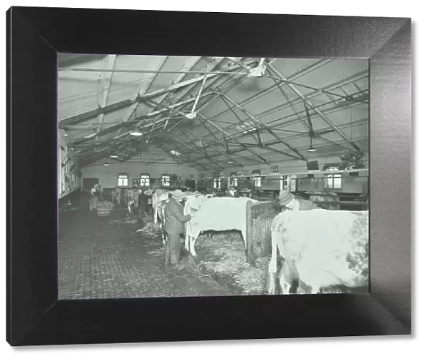 Grooming cattle in a cowshed, Claybury Hospital, Woodford Bridge, London, 1937
