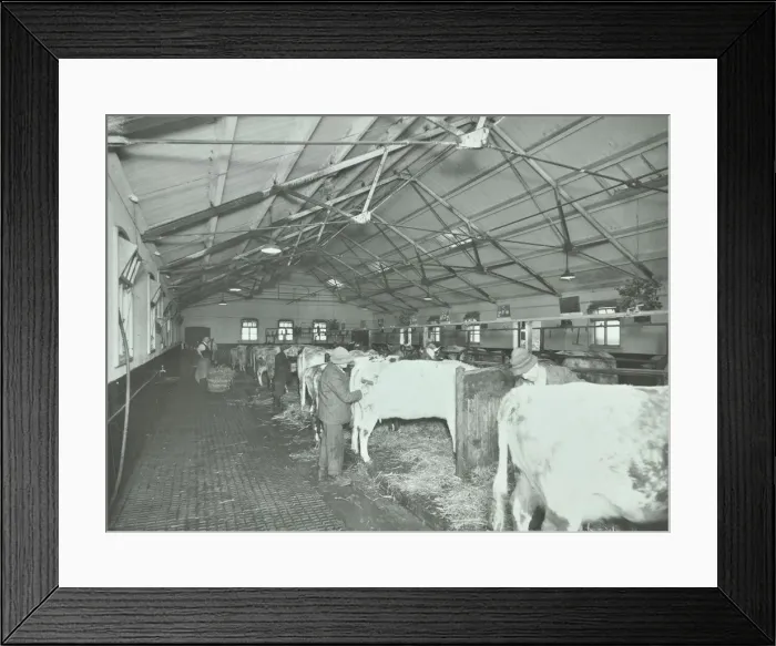 Framed Print : Grooming cattle in a cowshed, Claybury Hospital, Woodford Bridge, London, 1937 Framed Print : Grooming cattle in a cowshed, Claybury Hospital, Woodford Bridge, London, 1937