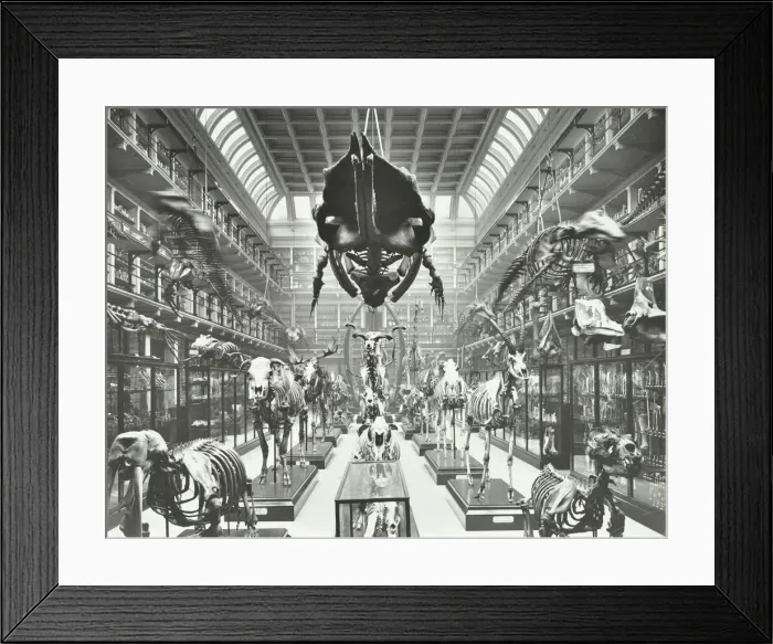 Framed Print : Animal skeletons at the Royal College of Surgeons, Westminster, London, 1911 Framed Print : Animal skeletons at the Royal College of Surgeons, Westminster, London, 1911