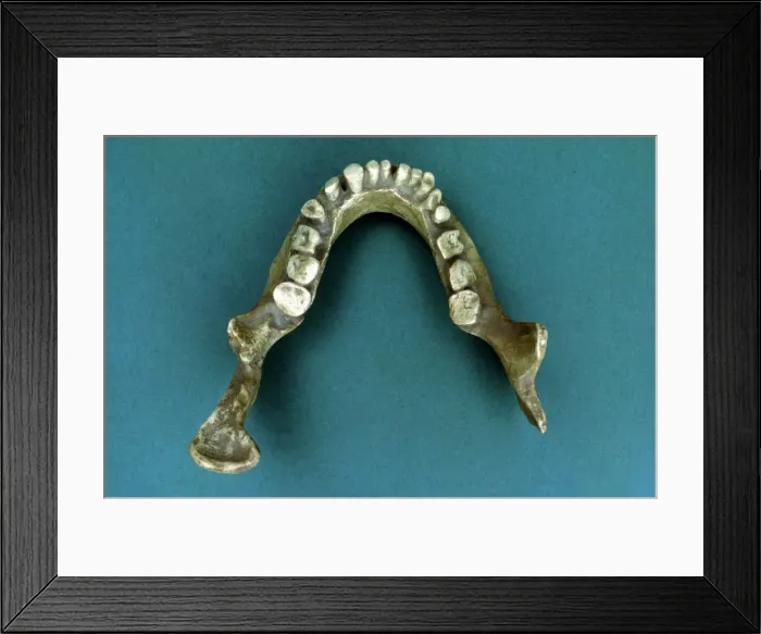 Framed Print : Reproduction of the Jaws of Banyoles, jaw of a pre-neanderthal found in 1887 by Framed Print : Reproduction of the Jaws of Banyoles, jaw of a pre-neanderthal found in 1887 by