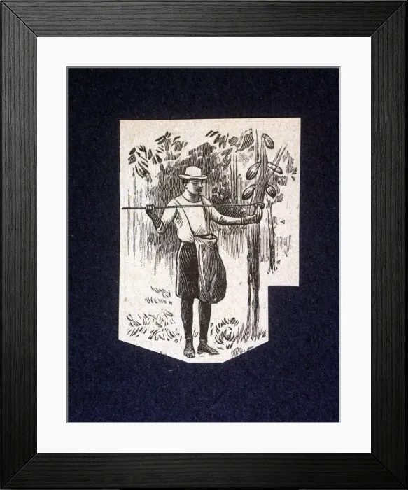 Framed Print : Native picking up berries of the cocoa tree, drawing 1914 Framed Print : Native picking up berries of the cocoa tree, drawing 1914