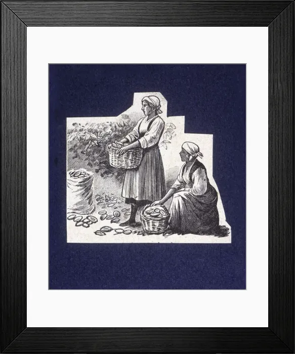 Framed Print : Native picking up cocoa capsules, drawing, 1914 Framed Print : Native picking up cocoa capsules, drawing, 1914