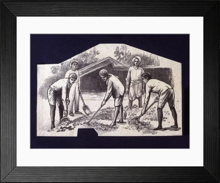 Framed Print : Native spreading cocoa beans to dry at sun, drawing, 1914