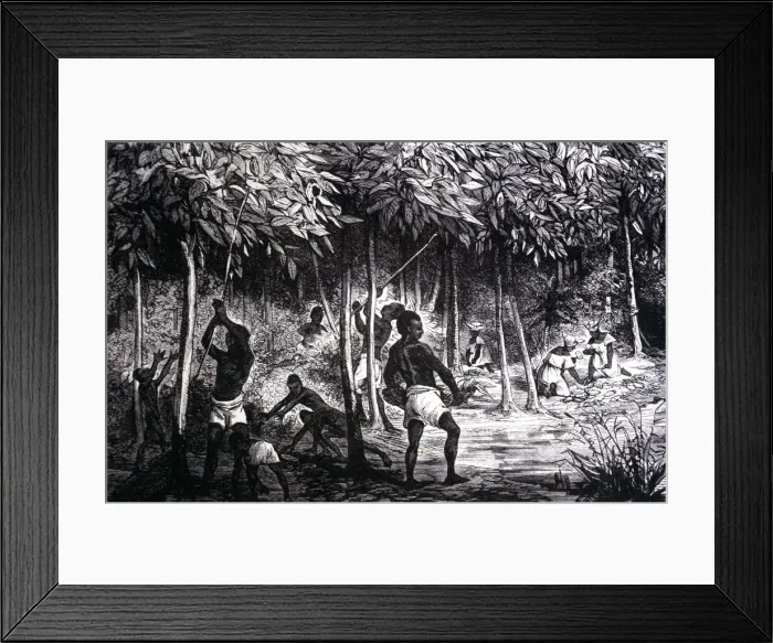 Framed Print : Collection of cocoa in the month of December, engraving of 1890 Framed Print : Collection of cocoa in the month of December, engraving of 1890