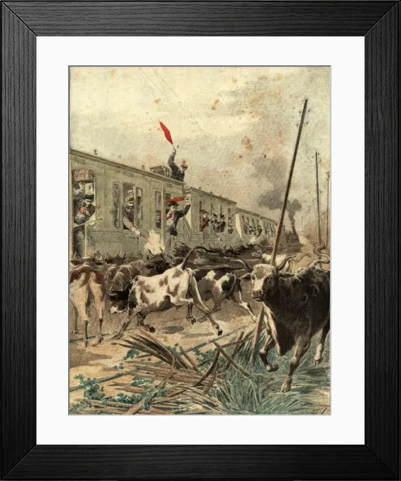 Framed Print : Spanish passenger train was, attacked by a herd of bulls in the province of Salamanca Framed Print : Spanish passenger train was, attacked by a herd of bulls in the province of Salamanca