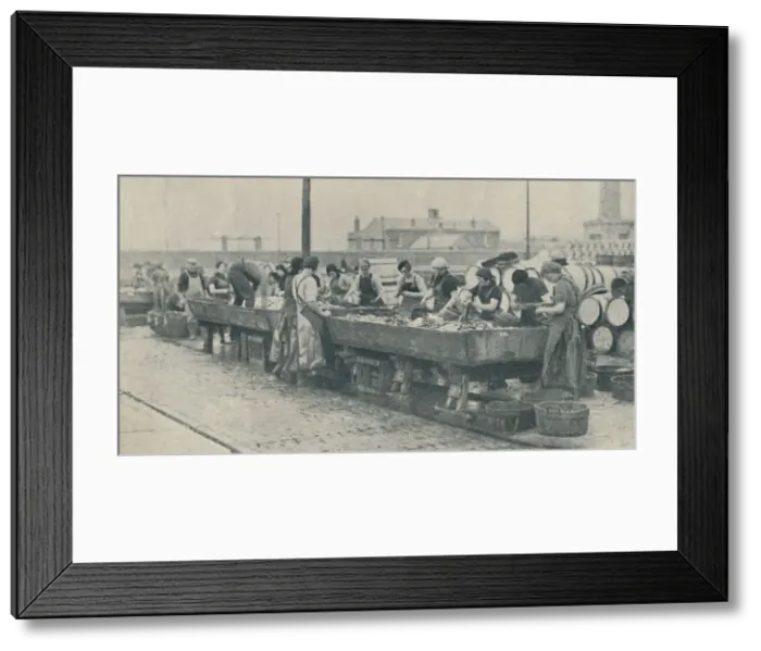 Framed Print : An Important Part of the Industry. Scottish girls busy gutting at Yarmouth, 1937 Framed Print : An Important Part of the Industry. Scottish girls busy gutting at Yarmouth, 1937